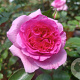 Rosa (T) Bernadette Lafont GM rozenpot 4L