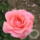 Rosa (T) 'Blessings' GM rozenpot 4L