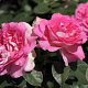 Rosa (T) Borneo Odore GM rozenpot 4L