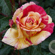 Rosa (T) Broceliande GM rozenpot 4L
