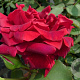 Rosa 'Climbing Crimson Glory' GM rozenpot 4L