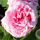 Rosa (H) 'Comte de Chambord' GM rozenpot 4L
