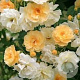 Rosa 'Christine Hélène' GM rozenpot 4L