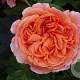 Rosa (H) Chippendale GM rozenpot 4L