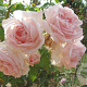 Rosa (F) Constanze Mozart GM rozenpot 4L