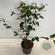 Betula utilis 'Doorenbos' 60-80 cm 4,0L