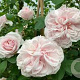 Rosa (K) 'Cl. Souv.de la Malmaison' GM rozenpot 4L