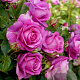 Rosa (F) Carmen Würth A kwaliteit wortelgoed vanaf 2 tak