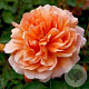 Rosa (H) Dame Judy Dench GM rozenpot 4L