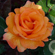 Rosa (T) 'Doris Tysterman' GM rozenpot 4L