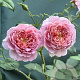 Rosa (H) Emma Bridgewater® GM vierkant 6 L