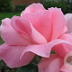 Rosa (H) Elizabeth GM vierkant 6 L
