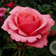 Rosa (T) Elaine Page GM rozenpot 4L
