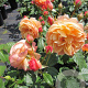 Rosa (H) Eveline Wild GM rozenpot 4L