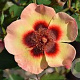 Rosa (M) Fancy Babylon Eyes 90 cm stam 7L