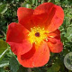 Rosa foetida 'Bicolor' GM rozenpot 4L