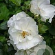 Rosa (P) Flower Carpet Schneeflocke GM rozenpot 3L