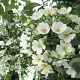 Rosa filipes 'Kiftsgate' GM rozenpot 4L