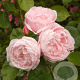 Rosa (K) Fragrant Old Pink Climber® GM rozenpot 4L