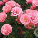 Rosa (H) Global Cover 60 cm stam vierkant 6 L