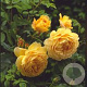 Rosa (H) Golden Celebration GM vierkant 6 L