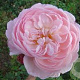 Rosa (H) Gentle Hermione GM vierkant 6 L