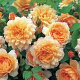 Rosa (H) Grace GM rozenpot 4L
