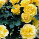 Rosa (K) 'Golden Showers' GM rozenpot 4L