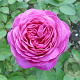 Rosa (F) Heidi Klum Rose 60 cm stam vierkant 6 L