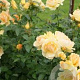 Rosa (F) Hansestadt Rostock GM rozenpot 3L