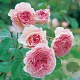 Rosa (H) James Galway GM rozenpot 4L