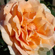 Rosa (T) 'Just Joey' GM rozenpot 4L