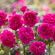 Rosa (H) James L. Austin GM rozenpot 4L