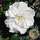 Rosa (R) 'Louise Bugnet' GM rozenpot 3L