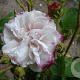 Rosa 'Leda' GM rozenpot 4L