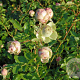 Rosa Lovely Green GM rozenpot 4L
