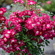 Rosa (K) Libertas GM rozenpot 4L