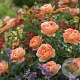 Rosa (H) Lady of Shalott 90 cm stam 7L