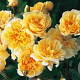 Rosa (RA) Malvern Hills GM rozenpot 4L