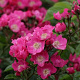 Rosa (K) 'Maria Lisa' GM rozenpot 4L