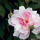 Rosa (H) Mortimer Sackler GM rozenpot 4L