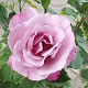 Rosa (F) Novalis GM rozenpot 4L