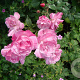 Rosa (H) 'Old Blush' GM rozenpot 4L