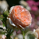Rosa (F) Polka 91 GM rozenpot 4L