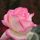 Rosa (T) Princesse de Monaco GM rozenpot 4L