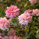 Rosa 'Paul Noel' GM rozenpot 4L
