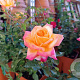Rosa (T) Pullman Orient Express GM rozenpot 4L