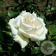 Rosa (F) Princess of Wales GM rozenpot 3L