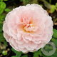 Rosa (H) Queen of Sweden GM rozenpot 4L