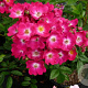 Rosa Red Ballerina GM rozenpot 4L